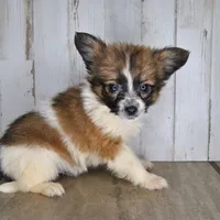 Axl, a male Papillon for sale in Conway, MO – Photo 7 of 7
