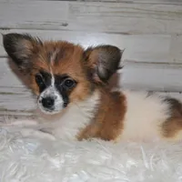 Axl, a male Papillon for sale in Conway, MO – Photo 3 of 7