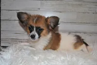 Axl, a male Papillon for sale in Conway, MO – Photo 3 of 7