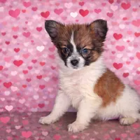 Axl, a male Papillon for sale in Conway, MO – Photo 4 of 7