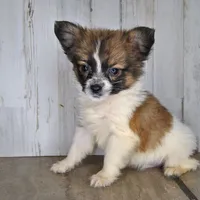 Axl, a male Papillon for sale in Conway, MO – Photo 6 of 7