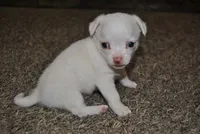 Tito, a male Chihuahua for sale in Conway, MO – 5 of 9