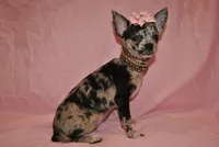 Lady, a female Chihuahua for sale in Conway, MO – 2 of 9