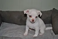 Tito, a male Chihuahua for sale in Conway, MO – 3 of 9