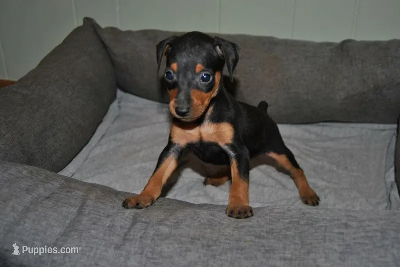 Callie – Miniature Pinscher puppy for sale in Conway, MO