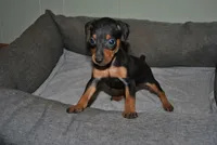 Callie, a female Miniature Pinscher for sale in Conway, MO – 1 of 5