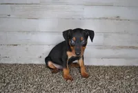 Xmas special 4, a male Miniature Pinscher for sale in Conway, MO – Photo 3 of 6