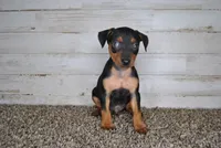 Xmas special 4, a male Miniature Pinscher for sale in Conway, MO – Photo 2 of 6
