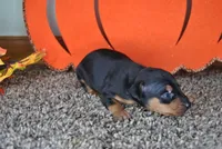 Xmas special 4, a male Miniature Pinscher for sale in Conway, MO – Photo 5 of 6