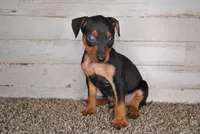 Xmas special 4, a male Miniature Pinscher for sale in Conway, MO – Photo 1 of 6