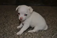 Tito, a male Chihuahua for sale in Conway, MO – 4 of 9