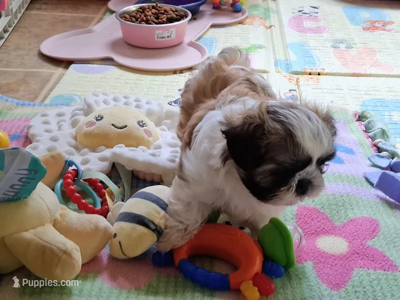 Bronsten The Brave! – Shih Tzu puppy for sale in Teaberry, KY