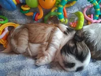 Bronsten, a male Shih Tzu for sale in Teaberry, KY – 2 of 4
