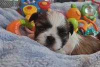 Bronsten, a male Shih Tzu for sale in Teaberry, KY – 1 of 4