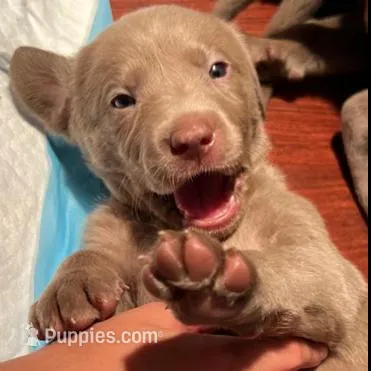 Puppy – Labrador Retriever puppy for sale in Conroe, TX