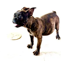 Tiger, a female French Bulldog for sale in Royse City, TX – Photo 2 of 6