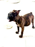 Tiger, a female French Bulldog for sale in Royse City, TX – Photo 2 of 4