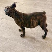 Tiger, a female French Bulldog for sale in Royse City, TX – Photo 1 of 6