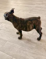 Tiger, a female French Bulldog for sale in Royse City, TX – Photo 1 of 4