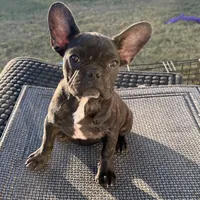 Tiger, a female French Bulldog for sale in Royse City, TX – Photo 3 of 6