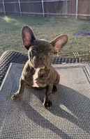 Tiger, a female French Bulldog for sale in Royse City, TX – Photo 3 of 4