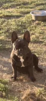 Tiger, a female French Bulldog for sale in Royse City, TX – Photo 5 of 6