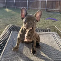 Tiger, a female French Bulldog for sale in Royse City, TX – Photo 4 of 6