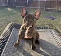 Tiger, a female French Bulldog for sale in Royse City, TX – Photo 4 of 4