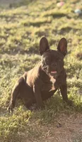 Tiger, a female French Bulldog for sale in Royse City, TX – Photo 6 of 6