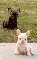 Puppy, a male French Bulldog for sale in Royse City, TX – 3 of 5