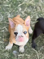 Puppy, a male French Bulldog for sale in Royse City, TX – 3 of 8