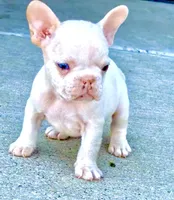 Puppy, a male French Bulldog for sale in Royse City, TX – 1 of 7