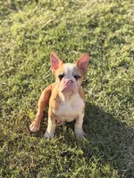 Puppy, a male French Bulldog for sale in Royse City, TX – 2 of 8