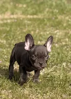 Puppy, a male French Bulldog for sale in Royse City, TX – 1 of 5