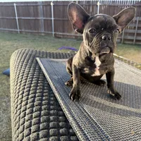 Bertha, a female French Bulldog for sale in Royse City, TX – Photo 3 of 6