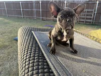 Bertha, a female French Bulldog for sale in Royse City, TX – Photo 3 of 3