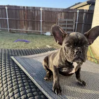 Bertha, a female French Bulldog for sale in Royse City, TX – Photo 2 of 6