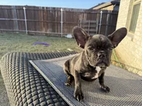 Bertha, a female French Bulldog for sale in Royse City, TX – Photo 2 of 3