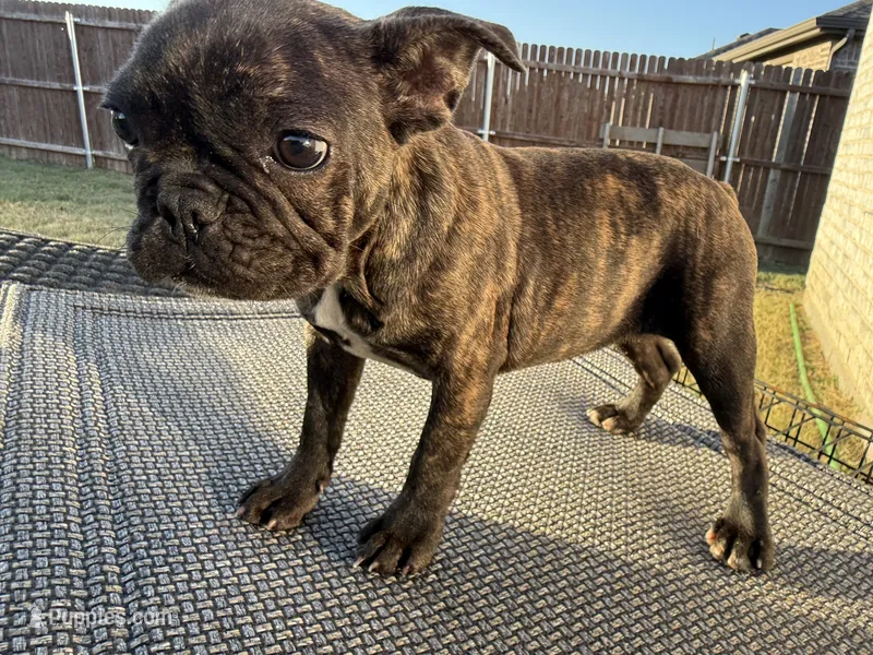Bertha, a female French Bulldog for sale in Royse City, TX – Photo 1 of 3