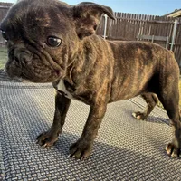 Bertha, a female French Bulldog for sale in Royse City, TX – Photo 1 of 6