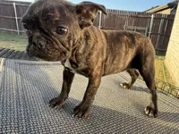 Bertha, a female French Bulldog for sale in Royse City, TX – Photo 1 of 3