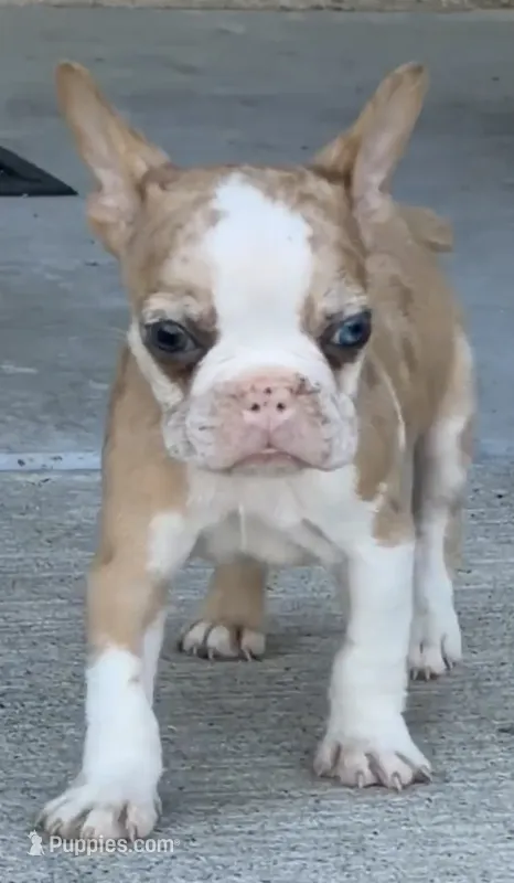 Puppy – French Bulldog puppy for sale in Royse City, TX