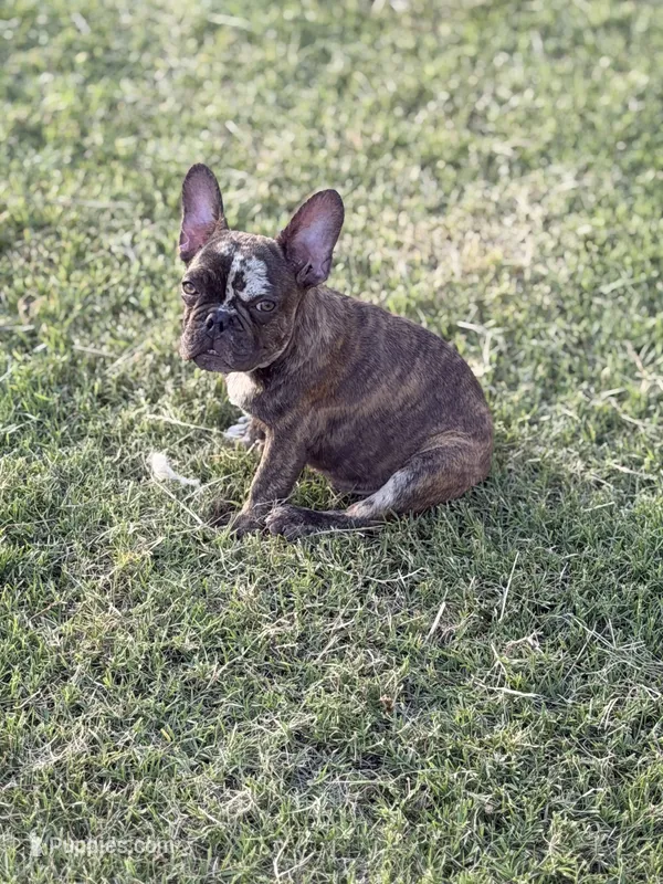 Puppy – French Bulldog puppy for sale in Royse City, TX