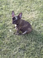 Puppy, a male French Bulldog for sale in Royse City, TX – 1 of 8