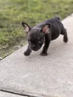 Puppy, a male French Bulldog for sale in Royse City, TX – 4 of 5