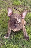 Puppy, a male French Bulldog for sale in Royse City, TX – 3 of 8
