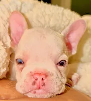 Puppy, a male French Bulldog for sale in Royse City, TX – 5 of 7