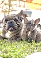 Puppy, a male French Bulldog for sale in Royse City, TX – 4 of 8