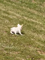 Puppy, a male French Bulldog for sale in Royse City, TX – 7 of 7