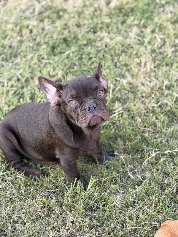 Puppy – French Bulldog puppy for sale in Royse City, TX